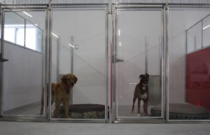 Bozeman Pet Boarding Indoor Kennels